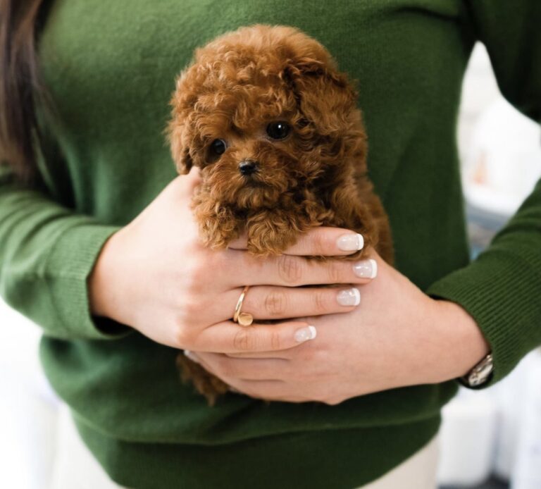 Maltipoo Puppies